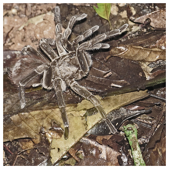 Ecuadorian Jungle - Adventures for Real Men