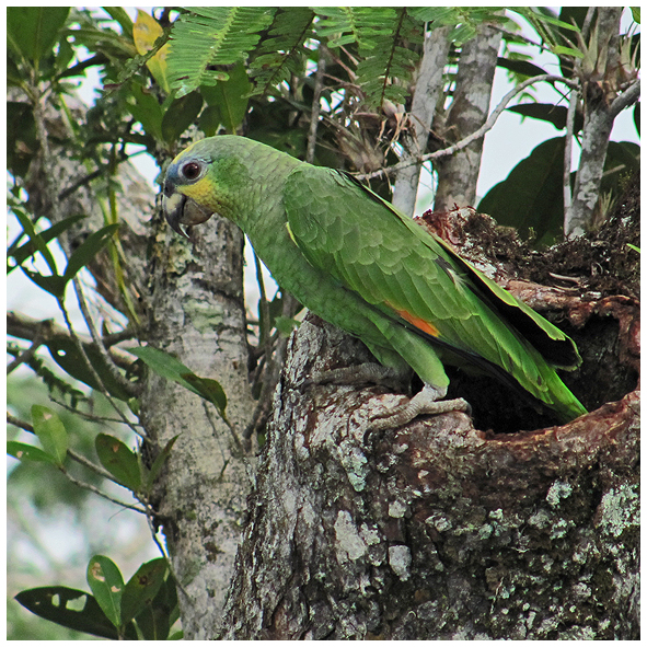 Ecuadorian Jungle - Adventures for Real Men