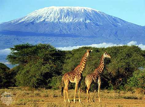 Восхождение на Килиманджаро и сафари в Танзании